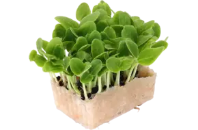 Borage cress single